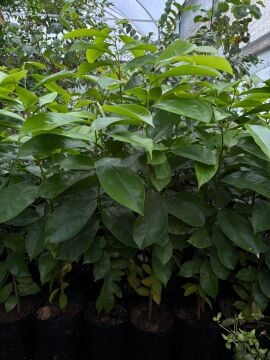 Graviola Fidanı – Annona muricata (Tarçın Elması)