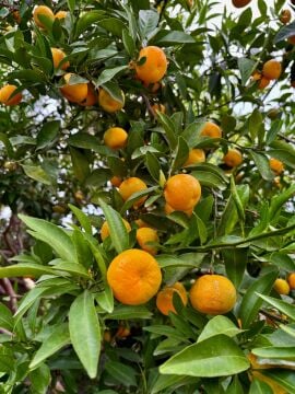 Kishu Mandalina Fidanı – Çekirdeksiz Japon Mandalinası