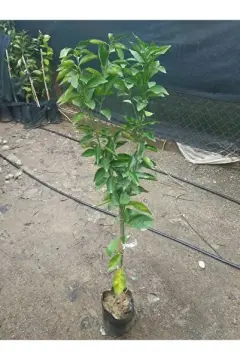 Şadok Fidanı – Pomelo (Citrus maxima)