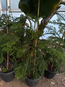 Arokarya İç Mekan Çamı (Norfolk Adası Çamı)