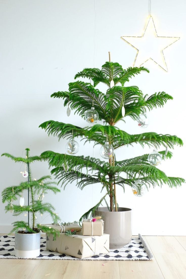 Arokarya İç Mekan Çamı (Norfolk Adası Çamı)