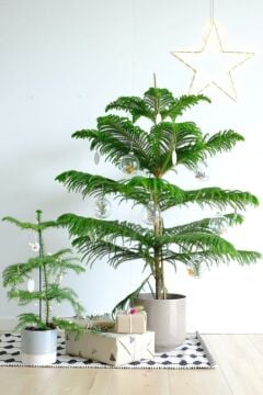 Arokarya İç Mekan Çamı (Norfolk Adası Çamı)