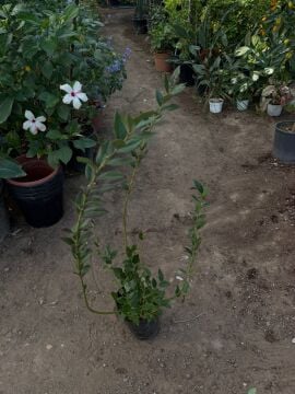 Blueberry (Yaban Mersini Fidanı) (4 yaş)