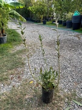 Blueberry (Yaban Mersini Fidanı) (4 yaş)