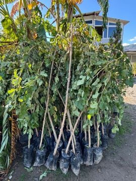 Aşılı Ters Kara Dut Fidanı ( Paraşüt Dut ) 3 Yaş