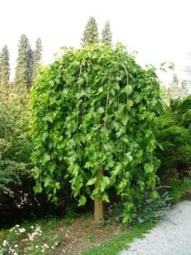 Aşılı Ters Kara Dut Fidanı ( Paraşüt Dut ) 3 Yaş