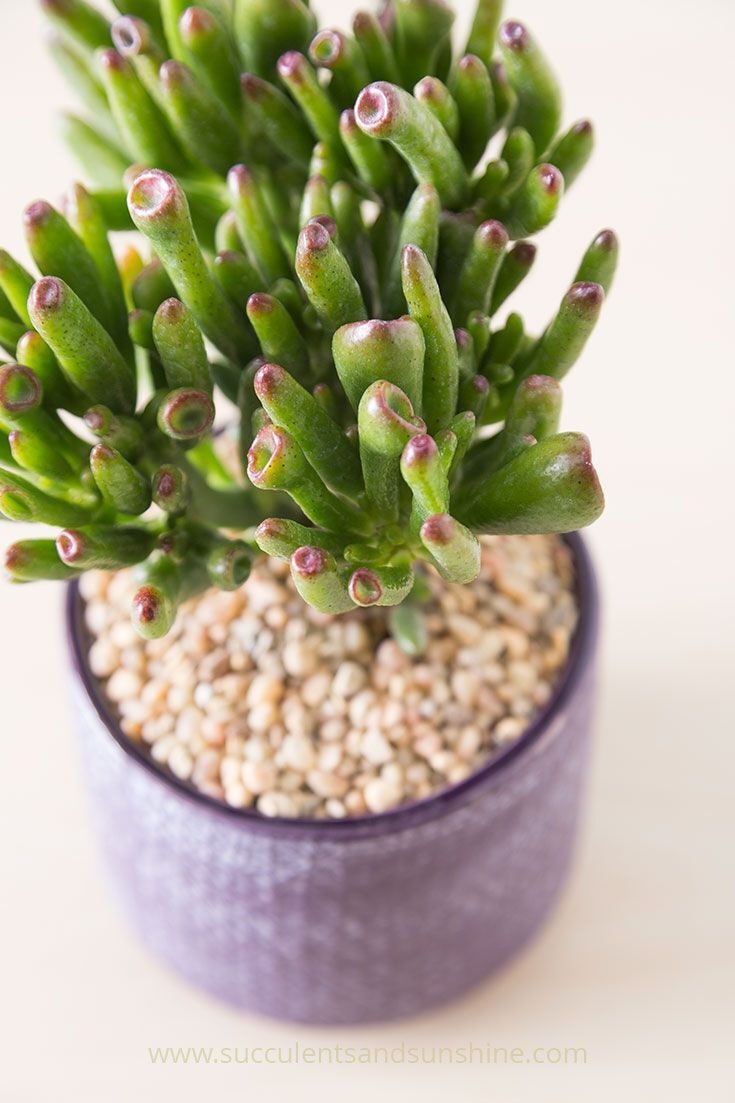 Şirek Kulağı Kaktüs (Crassula Ovata Gollum)