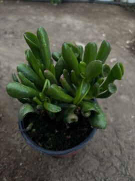 Şirek Kulağı Kaktüs (Crassula Ovata Gollum)