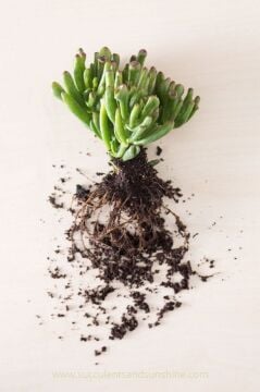 Şirek Kulağı Kaktüs (Crassula Ovata Gollum)