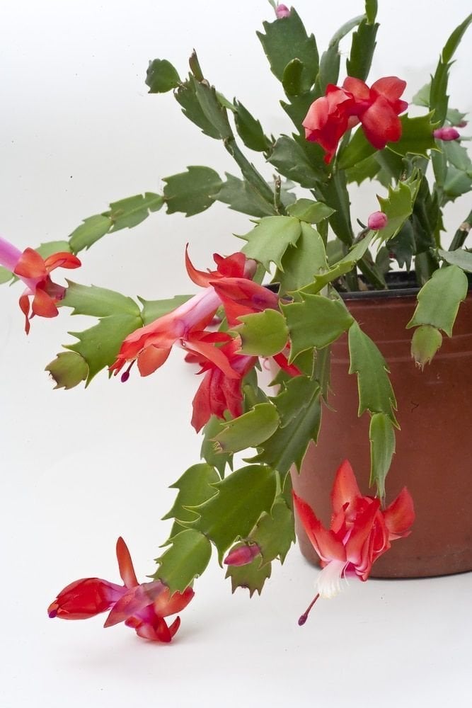 Kırmızı Yılbaşı Çiçeği (Schlumbergera)