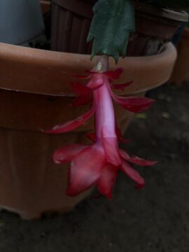 Kırmızı Yılbaşı Çiçeği (Schlumbergera)