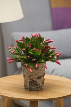 Somon Yılbaşı Çiçeği (Schlumbergera)
