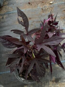 Mor Yapraklı Süs Tatlı Patatesi (Ipomoea batatas ‘Blackie’)
