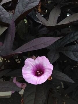 Mor Yapraklı Süs Tatlı Patatesi (Ipomoea batatas ‘Blackie’)