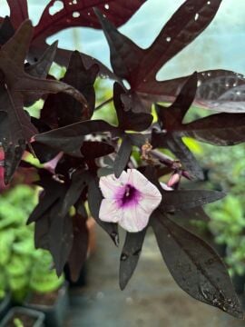 Mor Yapraklı Süs Tatlı Patatesi (Ipomoea batatas ‘Blackie’)