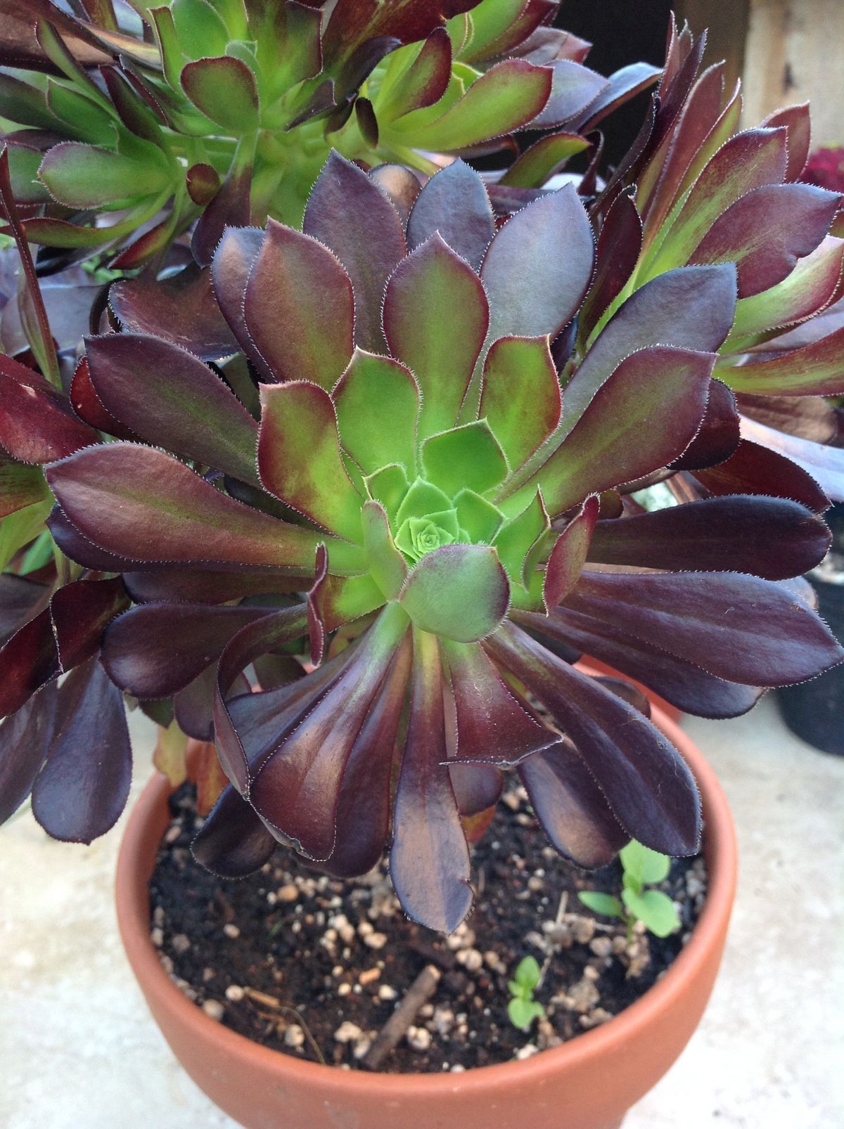 Aeonium Zwartkop (Siyah Gül Sukulent)