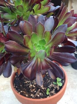 Aeonium Zwartkop (Siyah Gül Sukulent)