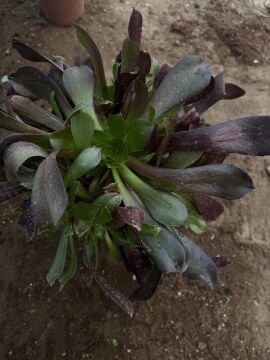 Aeonium Zwartkop (Siyah Gül Sukulent)