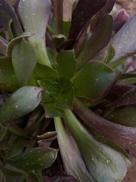 Aeonium Zwartkop (Siyah Gül Sukulent)