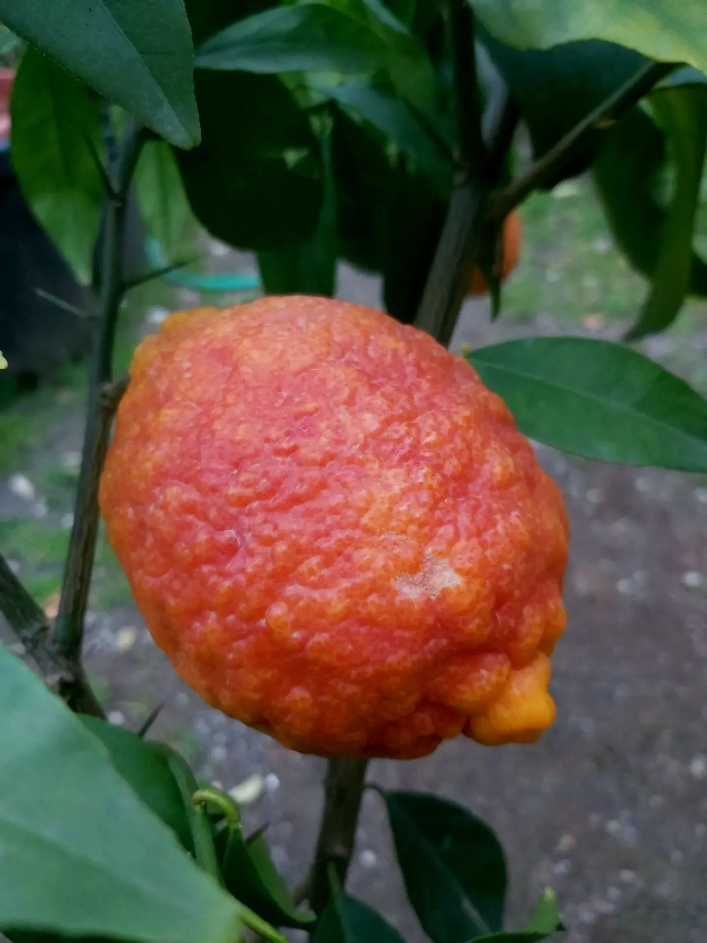 Limon Rosso Fidanı (Kırmızı Limon)