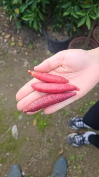 Pink ice Havyar Limon Fidanı