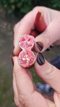 Pink ice Havyar Limon Fidanı