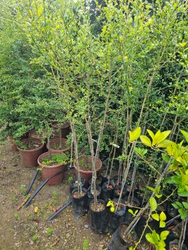 Pink ice Havyar Limon Fidanı