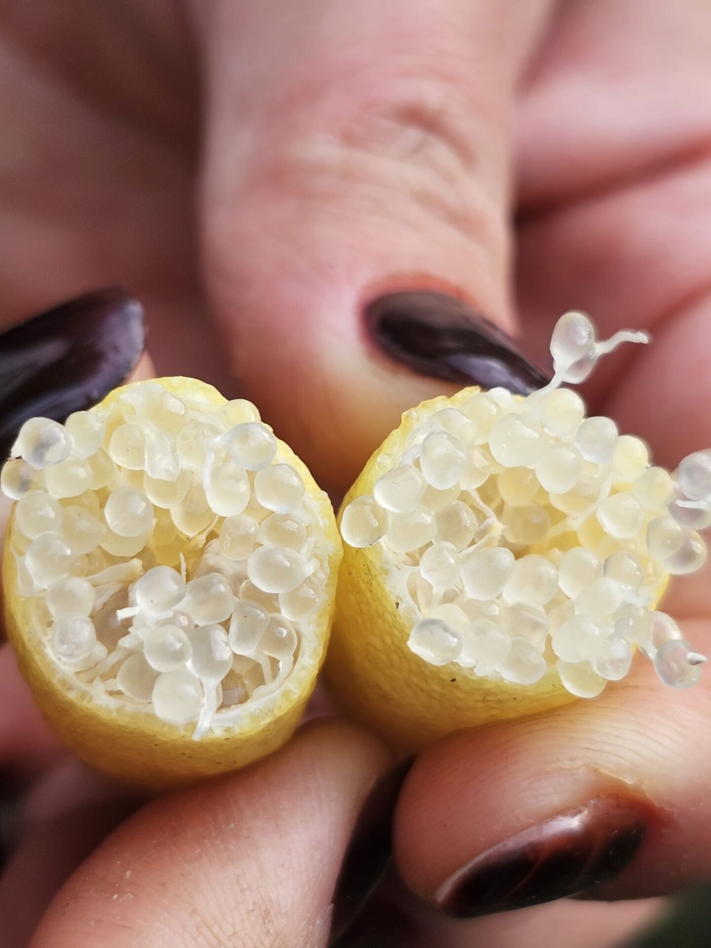 Yellow Havyar Limon Fidanı