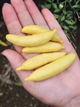 Yellow Havyar Limon Fidanı