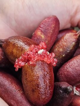 Finger Lime – Ricks Red Fidanı (Kırmızı Parmak Limonu)