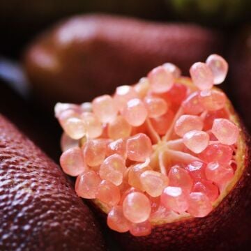 Finger Lime – Ricks Red Fidanı (Kırmızı Parmak Limonu)