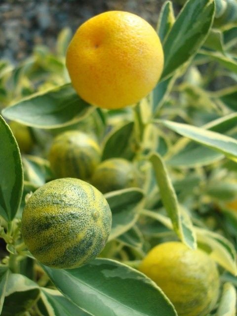 Alacalı Calamondin Fidanı - Dekoratif ve Kokulu Narenciye