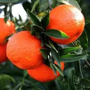 Klemantin Mandalina – 1 Kg Paket