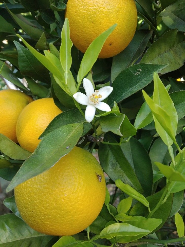 Washington Portakal – Taze 1 Kg