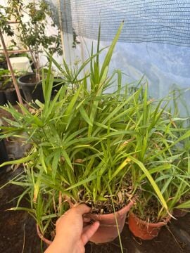 Bodur Japon Jemsiyesi Fidanı