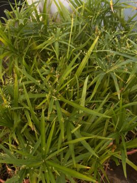 Bodur Japon Jemsiyesi Fidanı