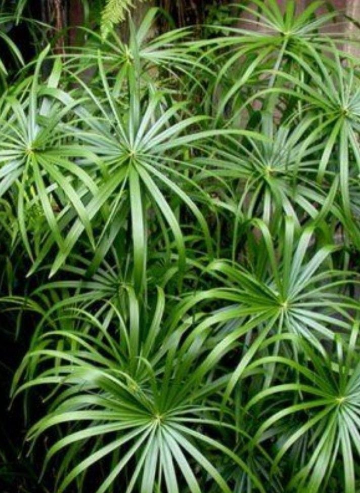 Bodur Japon Jemsiyesi Fidanı