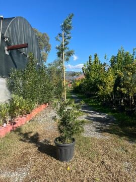 Podocarpus macrophylla – Japon Çamı Fidanı (2-2,5 metre)