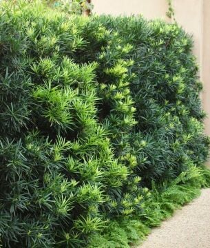 Podocarpus macrophylla – Japon Çamı Fidanı (2-2,5 metre)
