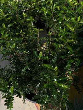 Zanthoxylum beecheyanum Çin Karabiberi Fidesi