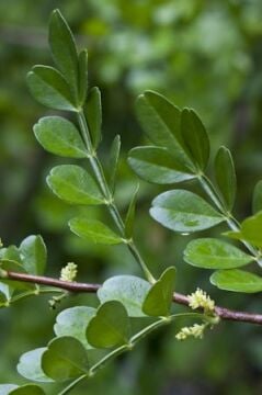 Zanthoxylum fagara (Çin Biberi Ağacı)
