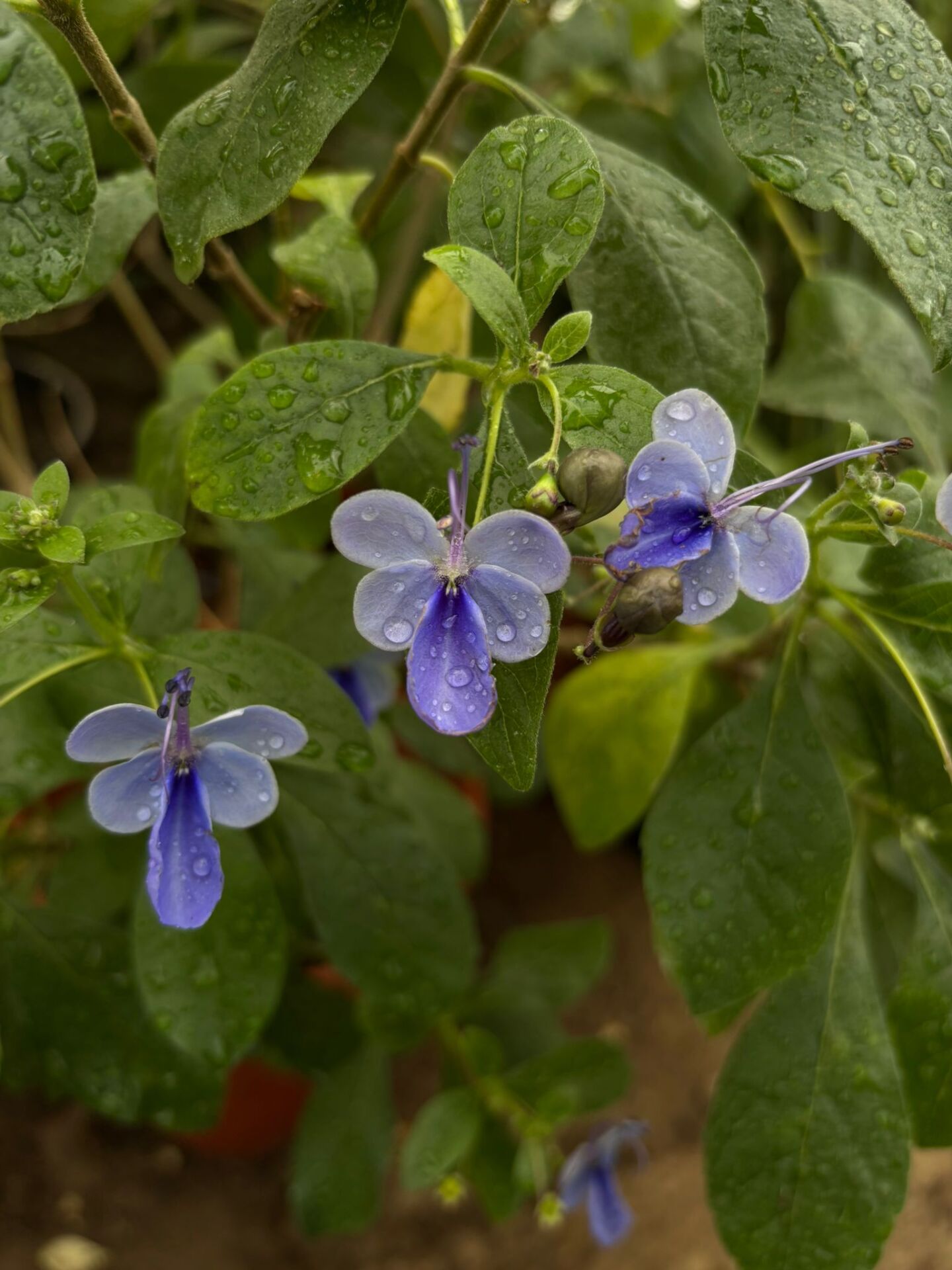 Mavi Kelebek Çalısı (Clerodendrum ugandense)