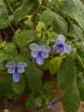 Mavi Kelebek Çalısı (Clerodendrum ugandense)