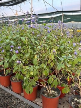 Mavi Kelebek Çalısı (Clerodendrum ugandense)