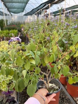 Mavi Kelebek Çalısı (Clerodendrum ugandense)