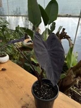 Colocasia esculenta Black Magic ( siyah fil kullağı)