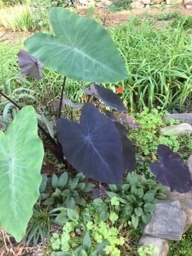 Colocasia esculenta Black Magic ( siyah fil kullağı)