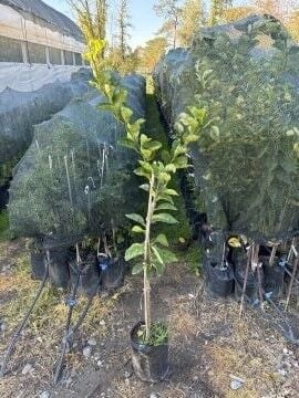 Kabosu Limon Fidanı (Citrus sphaerocarpa)