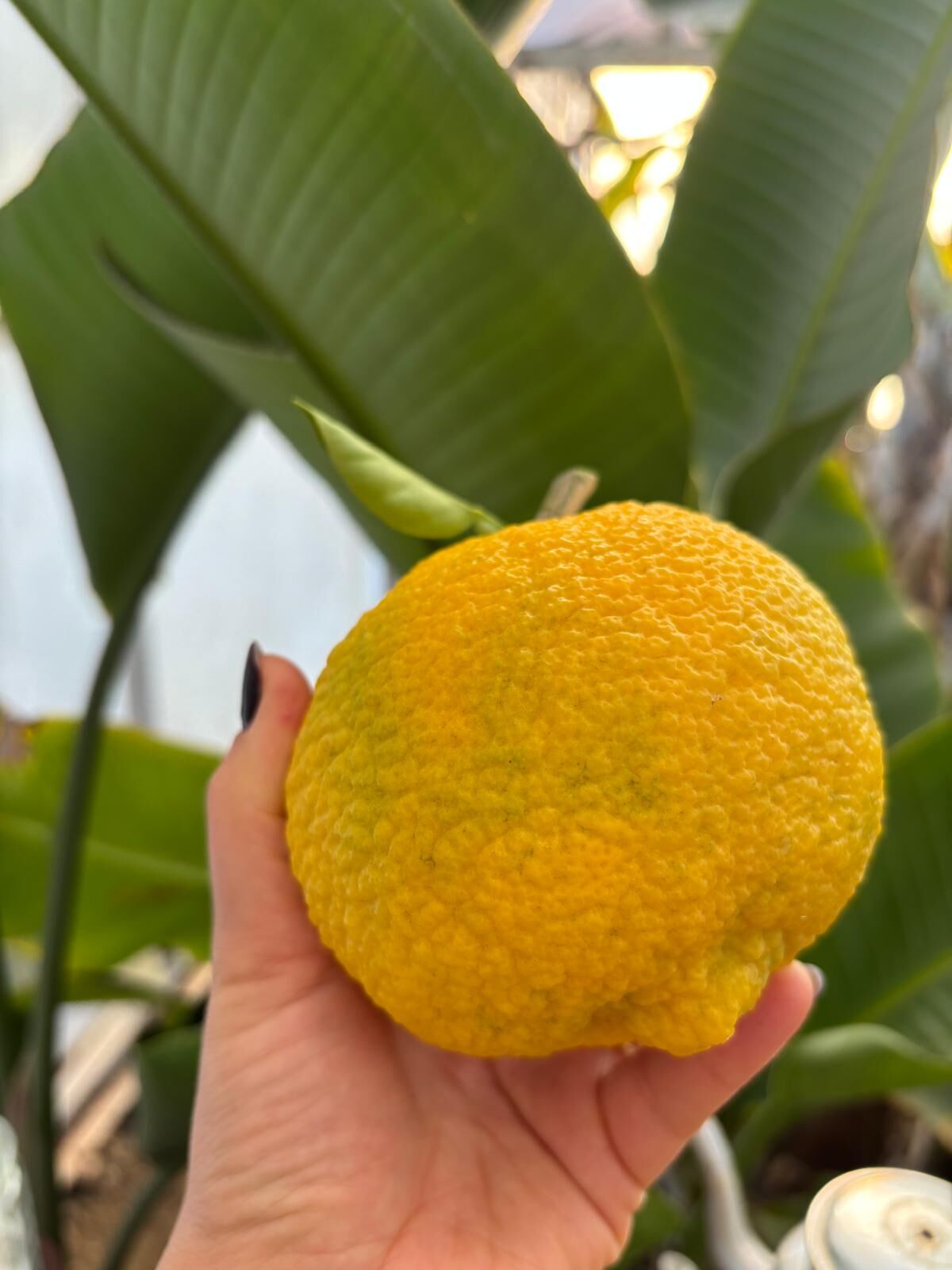 Kabosu Limon Fidanı (Citrus sphaerocarpa)