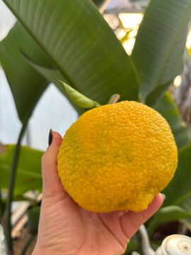 Kabosu Limon Fidanı (Citrus sphaerocarpa)